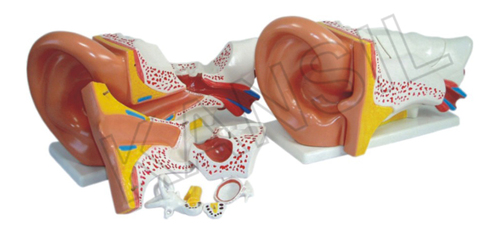 Ear Model - Dissectible in 6 Parts, Made of Durable PVC Plastic, Size 33x15x23 cm