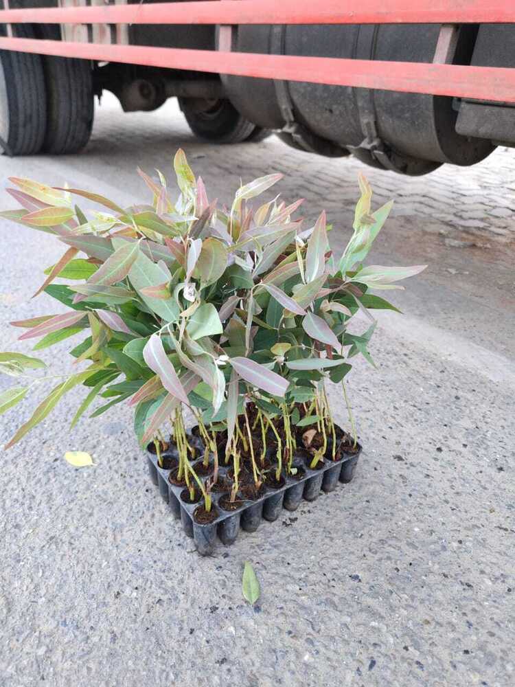 Green Eucalyptus Plants - Size: 5 Inch