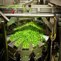 Vegetable Processing Plant - Automation Grade: Automatic