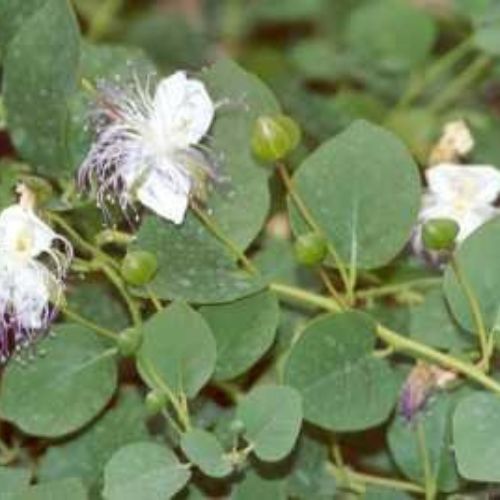 Himsara Dry Extract - Product Type: Herbal Powder