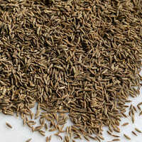 Cumin Seed