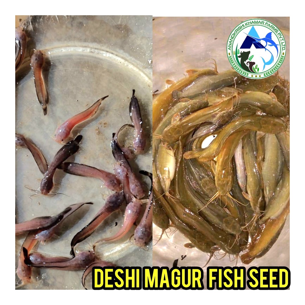 Magur Fish Seeds