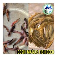 Magur Fish Seeds