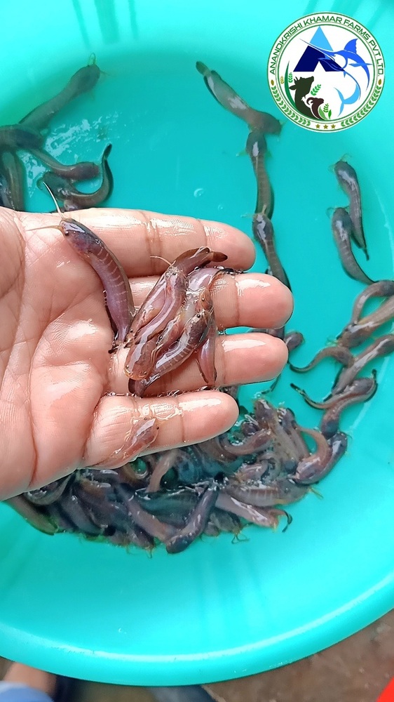 Magur Fish Seeds