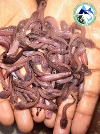 Magur Fish Seeds