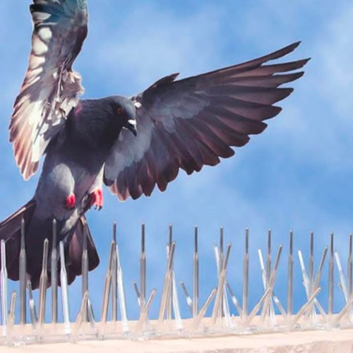 Pc Bird Spike - Color: Transparent