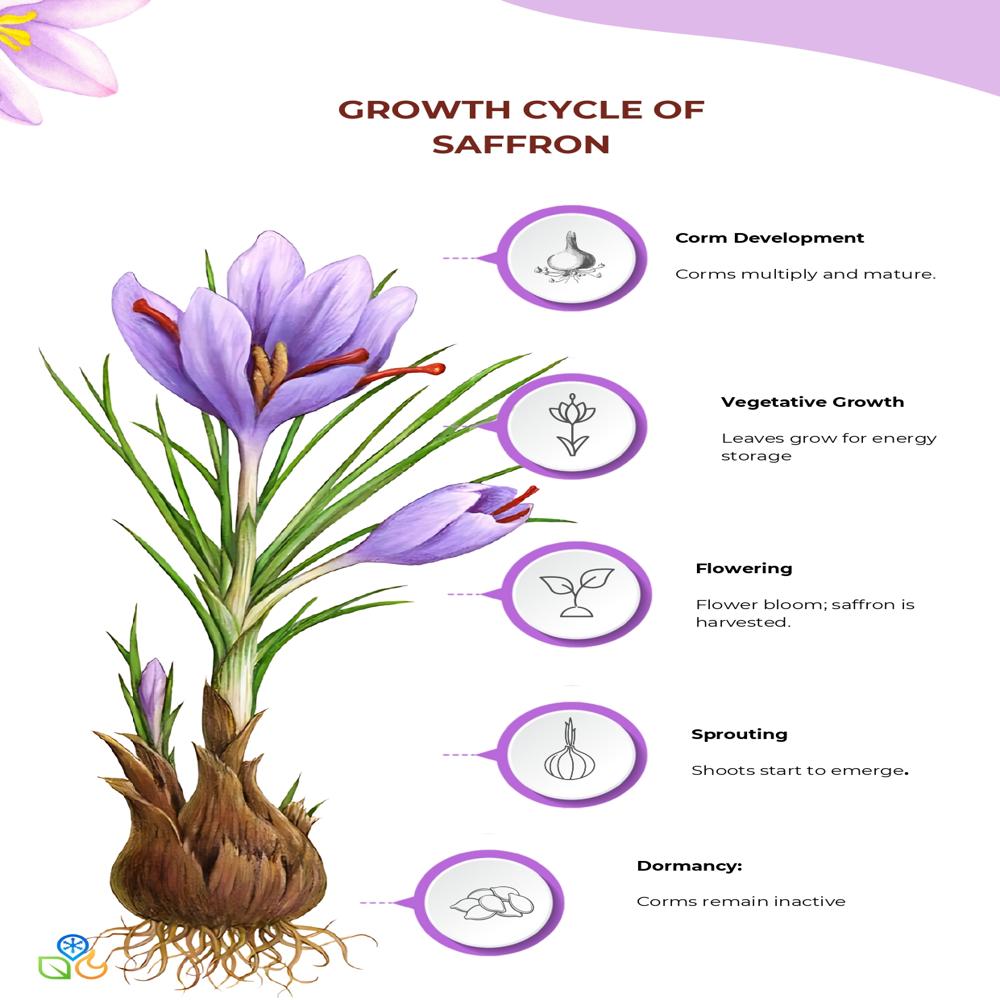 Hi-tech Saffron Cultivation Chamber