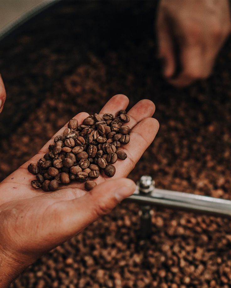 Robusta Aaa Roasted Coffee Beans - Cultivation Type: Organic