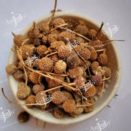 स्पेयरनथस इंडिकस (गोरखमुंडी) अर्क