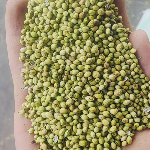 Corrainder Seeds - Color: Green