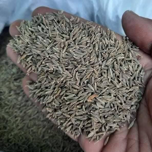 Cummin Seeds