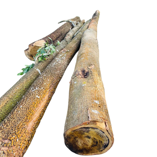 Acasia Wood Log