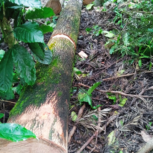 Silver Wood Round Log