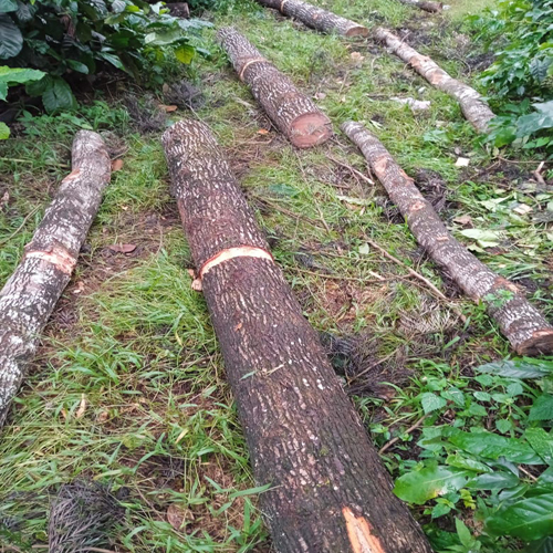 Silver Wood Log