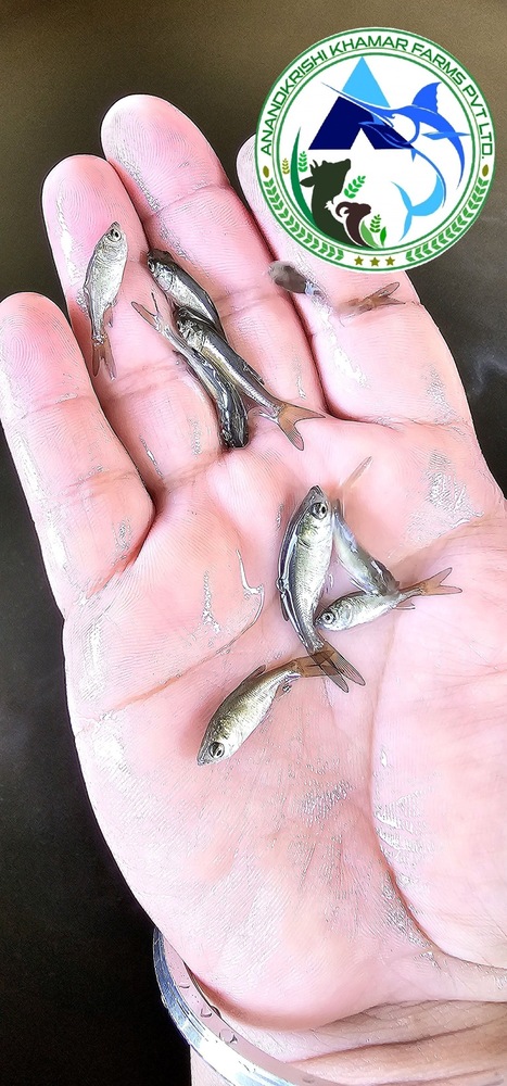 Bighead Carp Fish Seed - 1 Inch L X W X H, Reddish Black Color, Fast Growth Rate