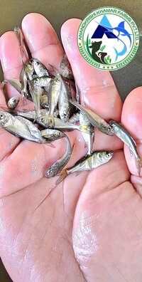 Bighead Carp Fish Seed Hypophthalmichthys Nobilis Fish Seeds