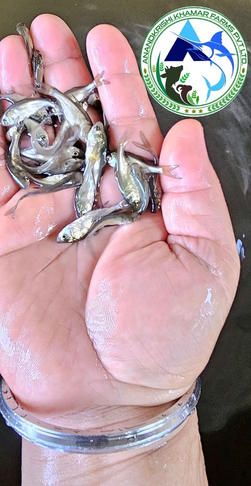 Bighead Carp Fish Seed Hypophthalmichthys Nobilis Fish Seeds