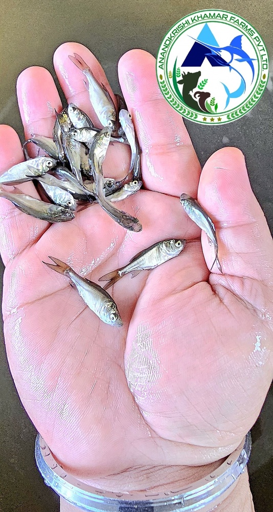 Bighead Carp Fish Seed - 1 Inch L X W X H, Reddish Black Color, Fast Growth Rate