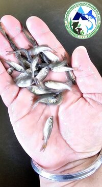 Bighead Carp Fish Seed Hypophthalmichthys Nobilis Fish Seeds
