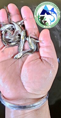 Bighead Carp Fish Seed Hypophthalmichthys Nobilis Fish Seeds