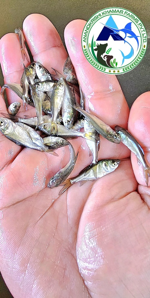 Bighead Carp Fish Seed Hypophthalmichthys Nobilis Fish Seeds