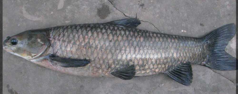 Black Carp Fish Seed