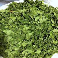 Dried Moringa Oleifera Leaves - Age Group: For Adults
