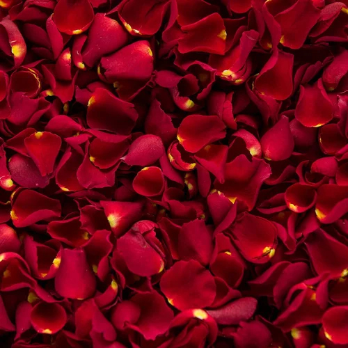 Sun Dried Rose Petals