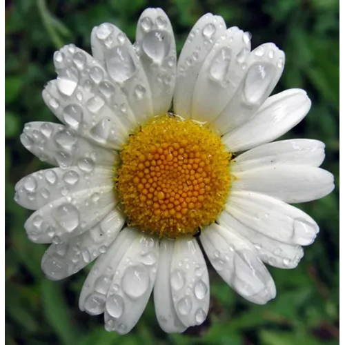 Dried Organic Herbs Chamomile Flower