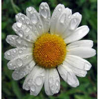 Dried Organic Herbs Chamomile Flower - Age Group: For Adults