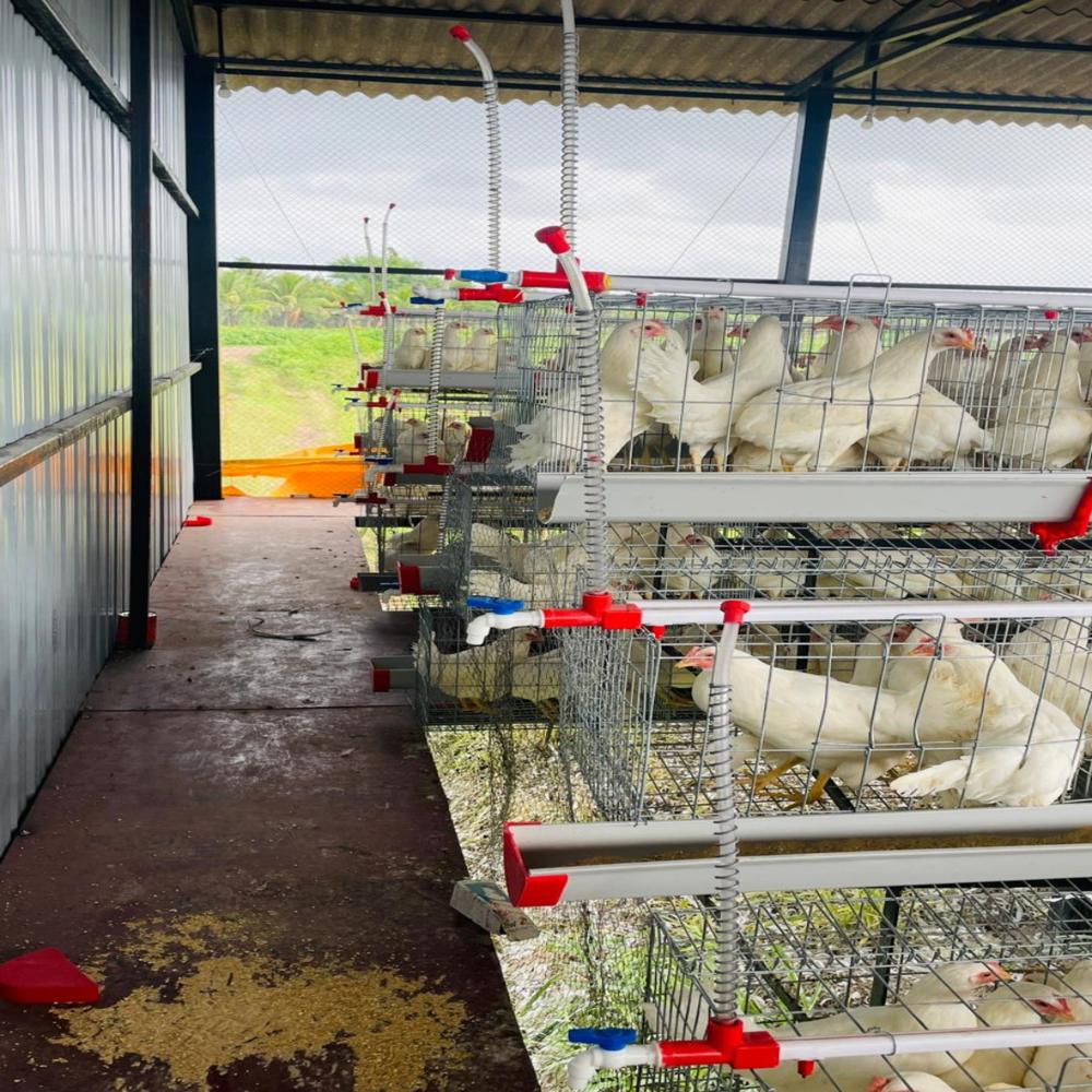 Poultry Nipple Drinker - Feature: Good Quality