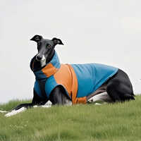 Stylish Dog Apparel - Color: As Per Availability