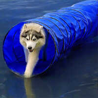 Dog Agility Tunnel - Color: As Per Availability