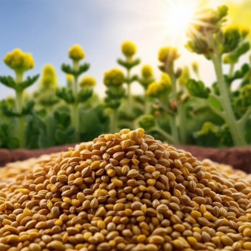 Coriander Seeds - 99% Purity, Yellow Color, Food Grade, Raw Processing, 12-Month Shelf Life | Essential for Culinary Applications