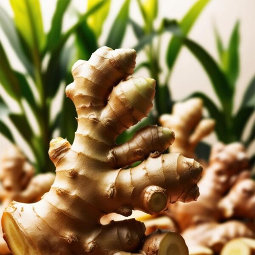 Fresh Finger Ginger - Moisture (%): 85A 90% Wet Basis