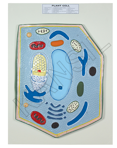 प्लांट सेल बोर्ड मॉडल