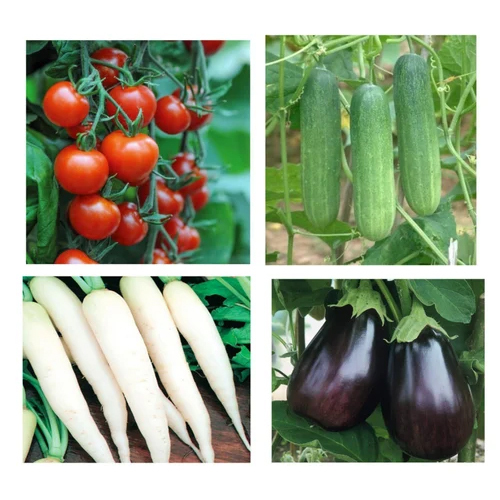 Brinjal Vegetable Seeds