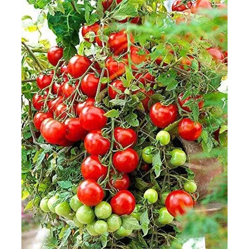 Hybrid Tomato Seed