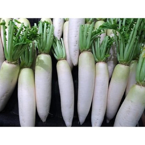 Radish - SV 22 seeds