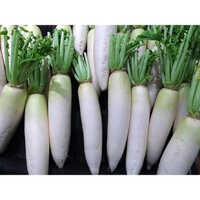 Radish - Sv 22 Seeds - Grade: Food Grade