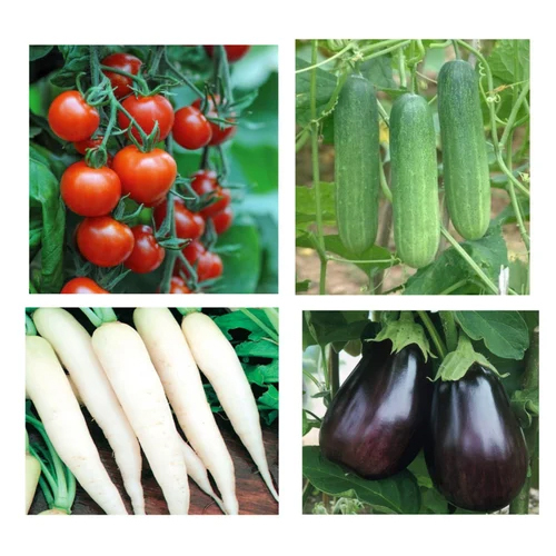 Hybrid Vegetable Seeds