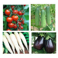 Hybrid Vegetable Seeds - 250 Grams, Food-grade Quality, High Purity, Green Color , 12 Months Shelf Life, Ideal For Large-scale Farming