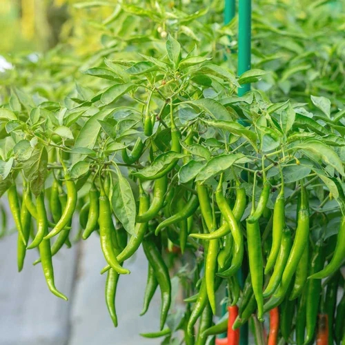 Hybrid Chilli Seeds