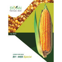 Maize Grain Seed
