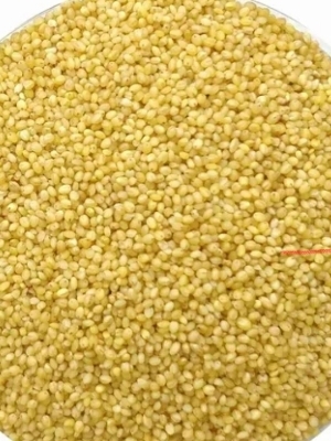 Foxtail Millet 