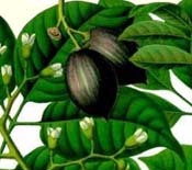 एलेमी तेल