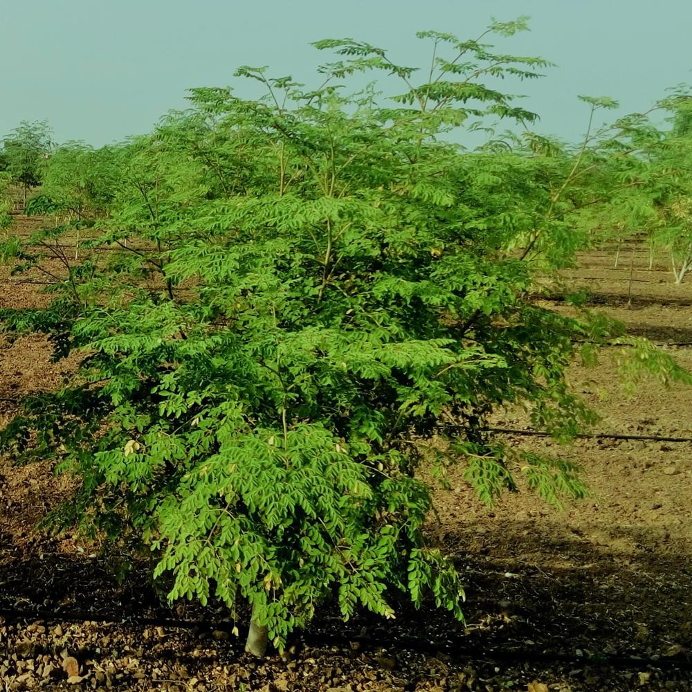 Organic Moringa Oleifera Leaves Powder