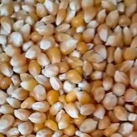 Diamond Maize