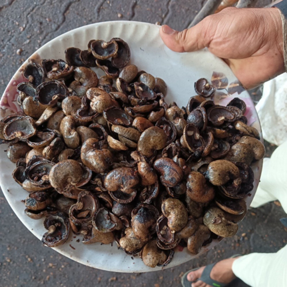 Cashew Shell