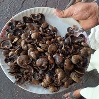 Raw Cashew Shell